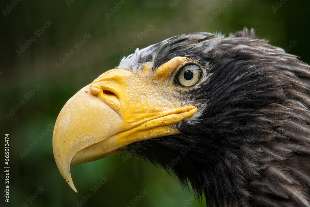 The Bald Eagle (Haliaeetus leucocephalus) portrait