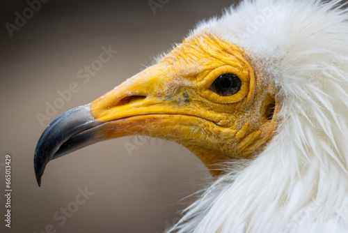 Head detail of an Egyptian Vulture (Neophron percnopterus) or White scavenger vulture or pharaoh's chicken in Spain, Europe (ID: 665013429)