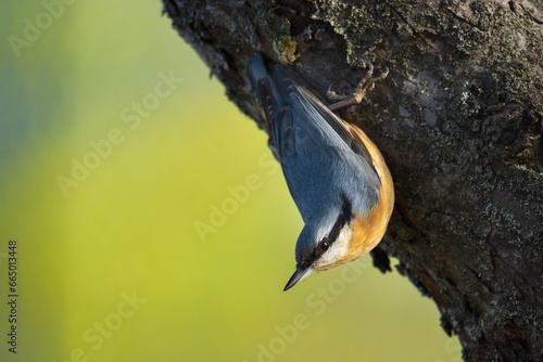 Side view closeup of adorable Eurasian nuthatch songbird sitting on broken tree trunk on sunny day in green forest (ID: 665013448)
