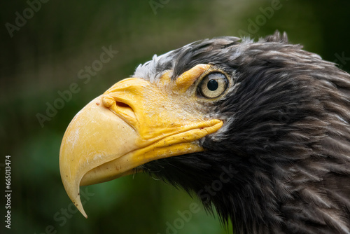 The Bald Eagle (Haliaeetus leucocephalus) portrait (ID: 665013474)