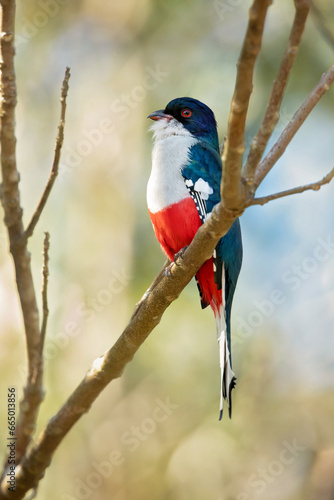 Cuban trogon or tocororo (Priotelus temnurus) is a species of bird in the family Trogonidae. It is endemic to Cuba photo