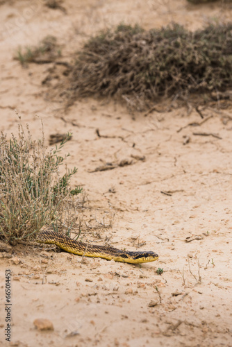 A yellow viper snake crawls across the steppe in the desert, a poisonous snake in the desert photo