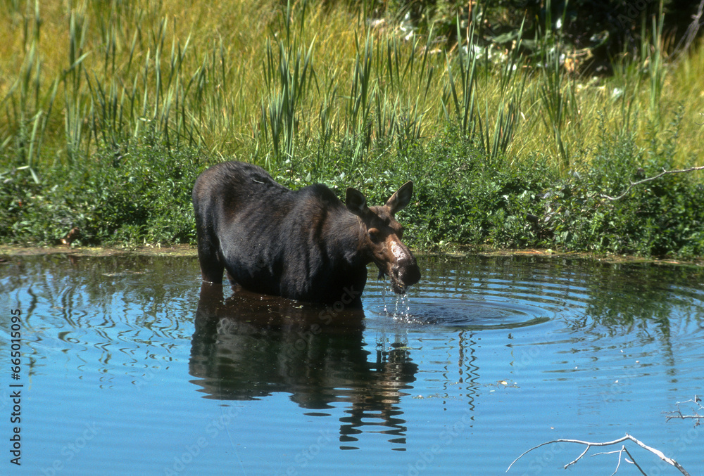 Elan d'Amerique, Orignal, Alces alces, Parc national du Yellowstone, U.S.A Elan d'Amerique, Orignal, Alces alces, Parc national du Yellowstone, U.S.A