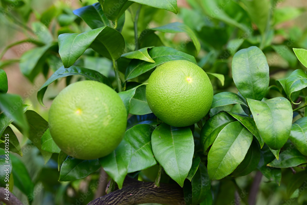 grüne mandarinen im rosengarten baden-baden, deutschland grüne mandarinen im rosengarten baden-baden, deutschland