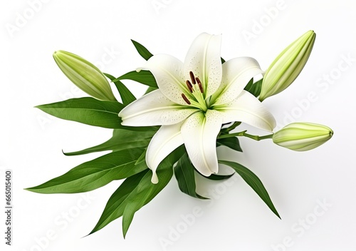 Beautiful fresh lily flower with green leaves, isolated on white background. © MKhalid