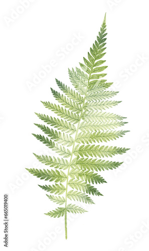 Green fern leaf isolated on white background. Botanical illustration. Botanical element. © Helga