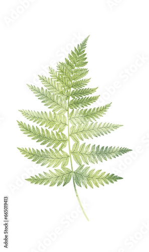 Green fern leaf isolated on white background. Botanical illustration. Botanical element. © Helga