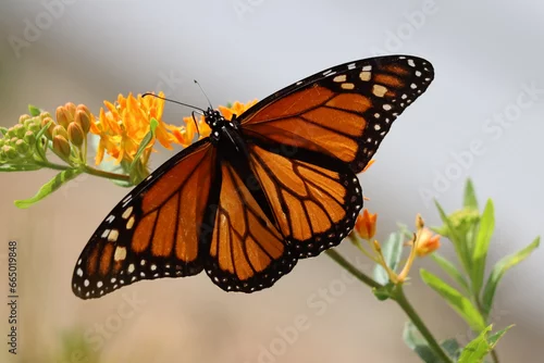 Fototapeta na wymiar Closeup of a monarch on butterfly milkweed