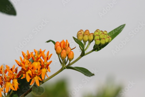 Closeup of butterfly weed blooming in summertime