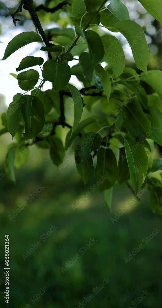 Pear tree green leaves swaying in the wind in slow motion Pear tree green leaves swaying in the wind in slow motion