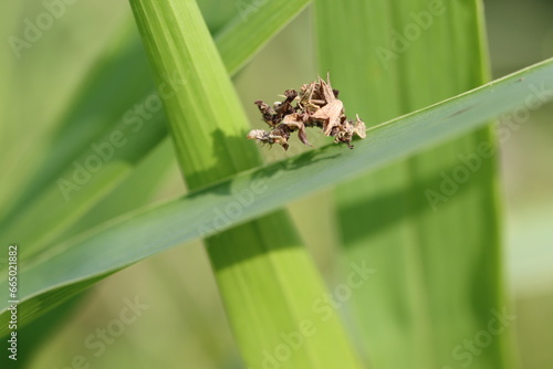 Macro closeup of a green lacewing larva, also known as a junk bug, crawling on a blade of grass
