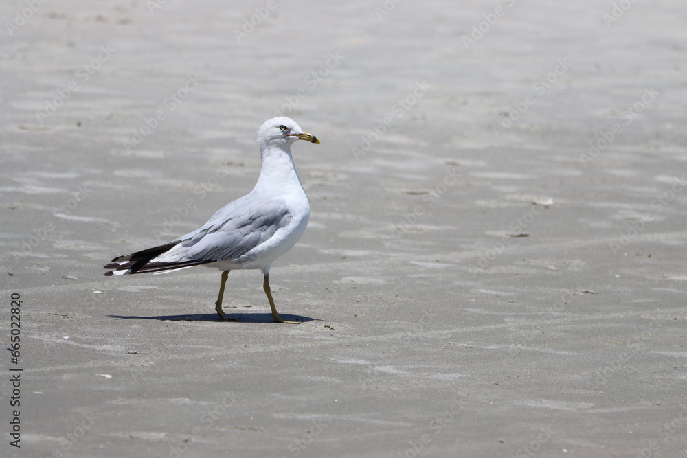 Grumpy looking seagull at the beach Grumpy looking seagull at the beach