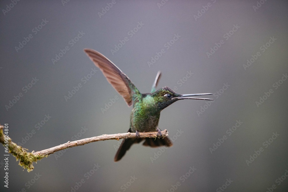 Obraz premium Hummingbird in Costa Rica with open beack and looking right