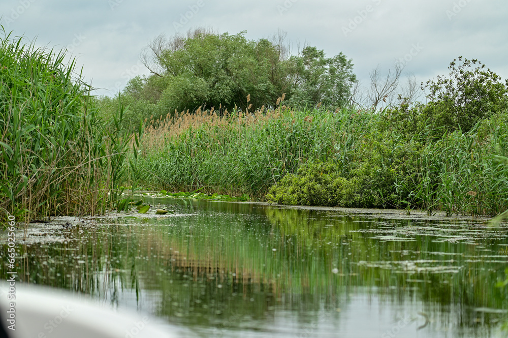 Huge areas of reed (Phragmites australis) in the Danube Delta Biosphere Reserve, Delta Dunarii near Tulcea, Wallachia, Romania, Danube Delta