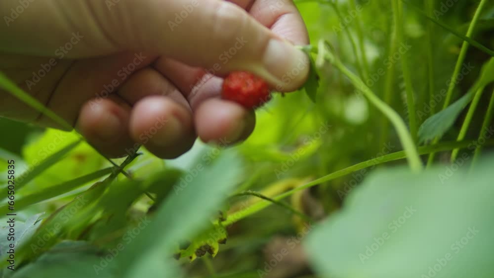 Fresh red raspberry in the forest. Berries in the park or garden. Human make a harvest .Summer day in nature Fresh red raspberry in the forest. Berries in the park or garden. Human make a harvest .Summer day in nature