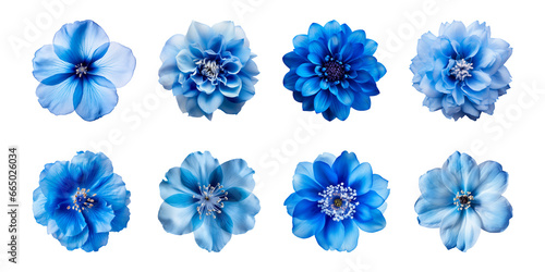 Collection of various blue flowers isolated on a transparent background