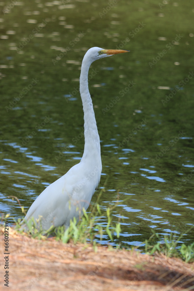 Naklejka premium Great egret on the shore