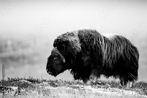 Musk Oxen at Dovrefjell national park. Black & white photo.