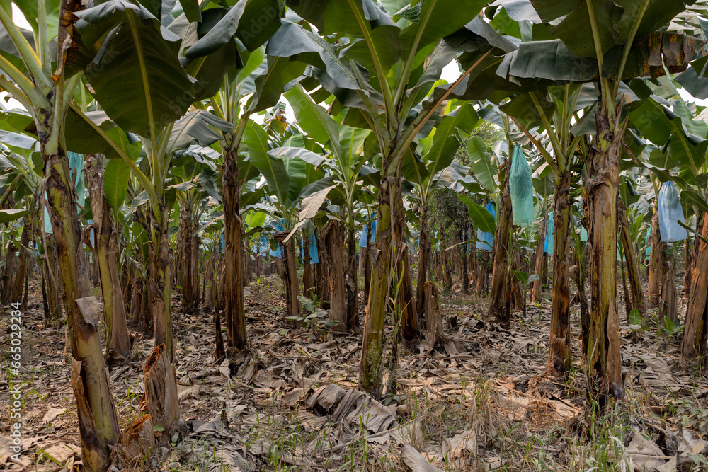 Obraz premium Visiting a banana plantation in the lowlands of Bolivia - Traveling and exploring South America