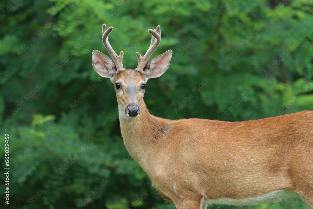Close encounter with a whitetail buck in velvet