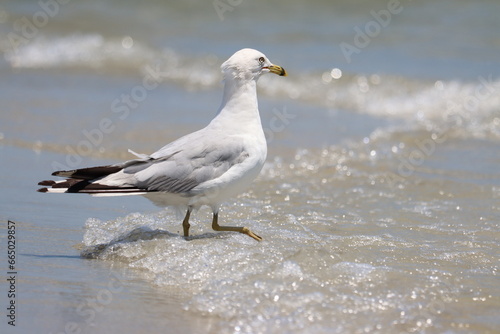 Closeup of a gull on the shore