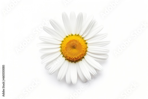 Common daisy isolated on white background. © MdBillal
