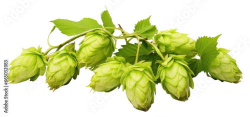 Fresh branch of hops isolated.