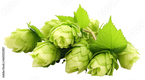 Fresh branch of hops isolated.