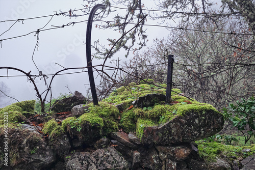 Moss with a wire