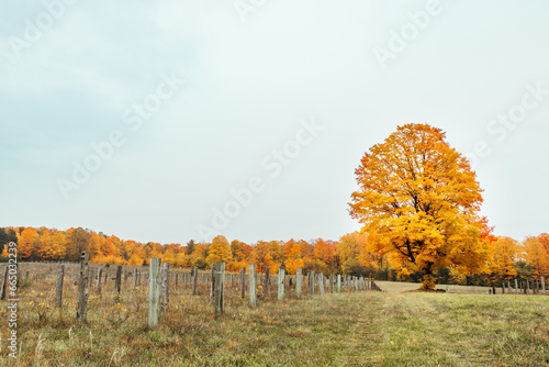 Autumn Leaves and Glowing Tree in Northern Michigan