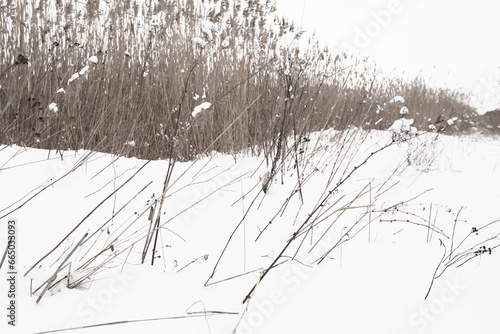 Frozen dry coastal grass and reed in white snow on a winter day