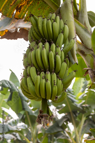 Bunch of green bananas growing on a banana tree at a plantation in the lowlands of Bolivia - Traveling and exploring South America