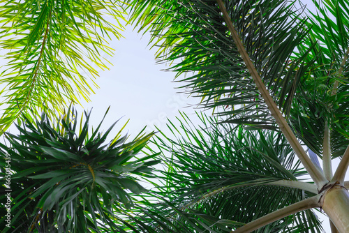 Palm tree leaves viewed from below Sunlight filters in between the leaves.