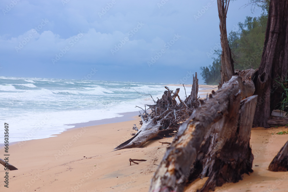 Tree remains on the beach, Phuket, Thailand