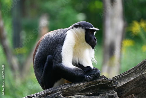 Portrait of a Diana monkey