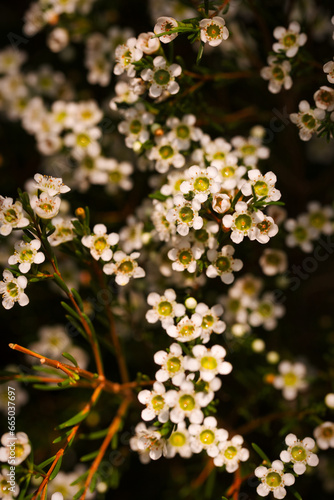 The brightly colored flowers of the season bloom in the garden in the beautiful sunshine.