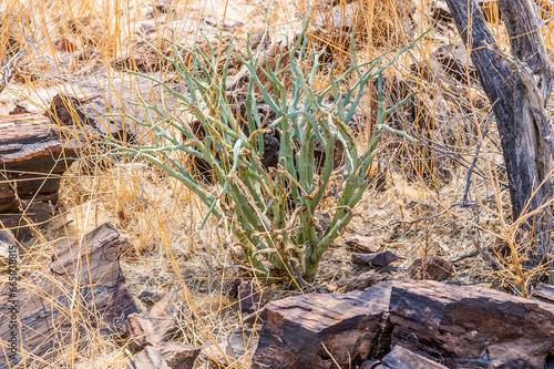 A view of a poisonous Damara milk-bush near Khorixas in Namibia during the dry season photo