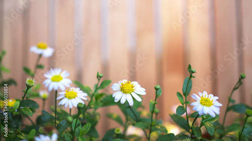 selective focus of Daisy flower or chamomile flower on the wooden background