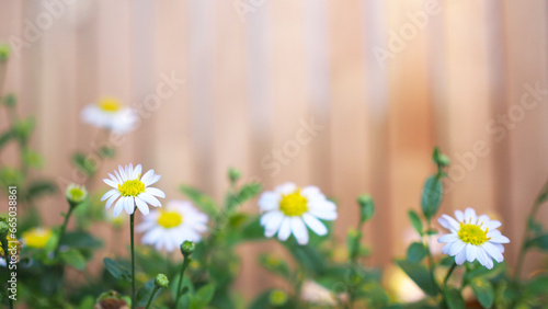 selective focus of Daisy flower or chamomile flower on the wooden background