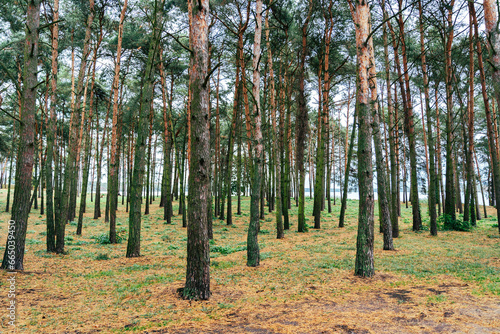 forest in autumn