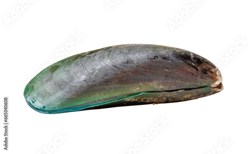 Raw food of single fresh green mussel isolated on white background with clipping path