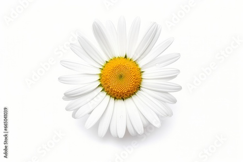 Common daisy isolated on white background. © MdBillal