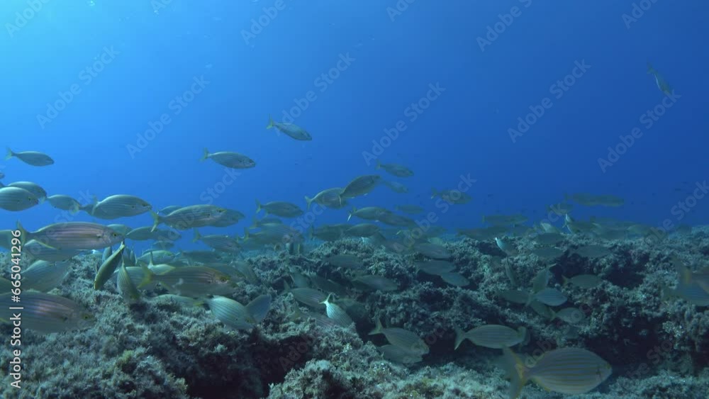 Salema fish shoal in a Mediterranean Sea reef Salema fish shoal in a Mediterranean Sea reef