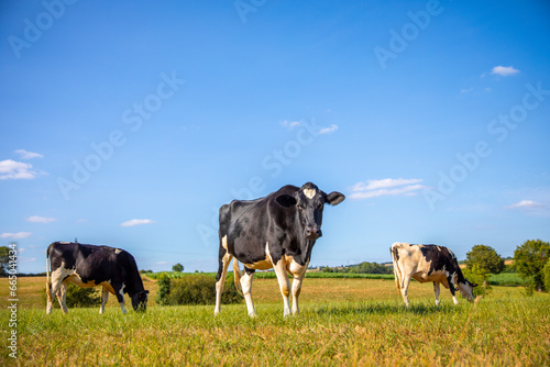 Fototapeta Naklejka Na Ścianę i Meble -  Vache laitière noir et blanche au milieu des champs dans la campagne au printemps.