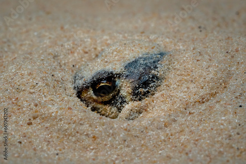 The Desert Rain Frog, Web-footed Rain Frog, or Boulenger's Short-headed Frog (Breviceps macrops) is a species of frog in the family Brevicipitidae. It is found in Namibia and South Africa.