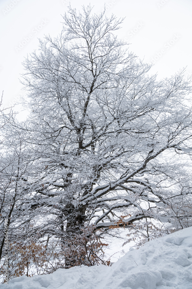 snowy tree after a snowfall during winter snowy tree after a snowfall during winter