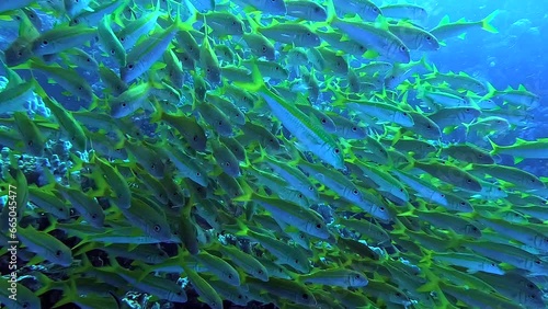 Egypt Red Sea - BDE - Swimming among a shoal of yellow fish in a tropical sea