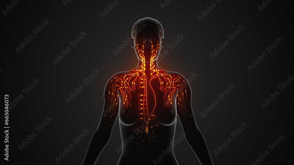 Anatomical structure of the female lymphatic system Anatomical structure of the female lymphatic system