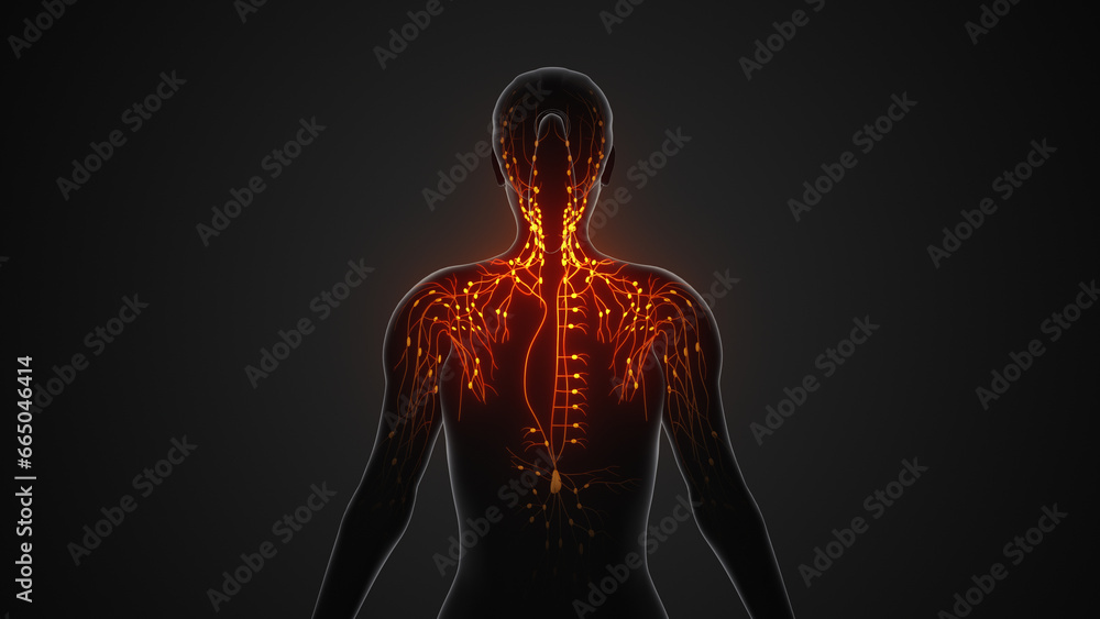 Anatomical structure of the female lymphatic system Anatomical structure of the female lymphatic system