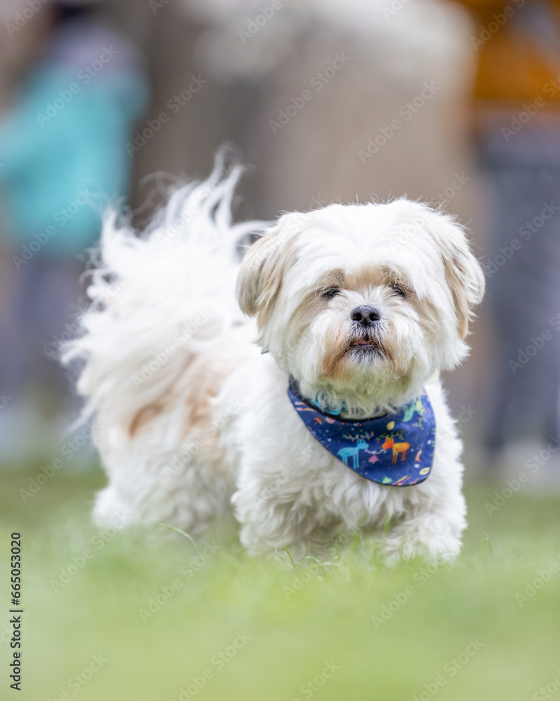 Portrait of a cute white Shih Tzu outside in a park - Toronto, Ontario